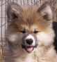 photo de l'Akita Inu ERKOS